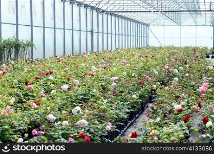 An image of fresh roses in a greenhouse
