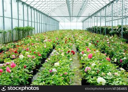 An image of fresh roses in a greenhouse