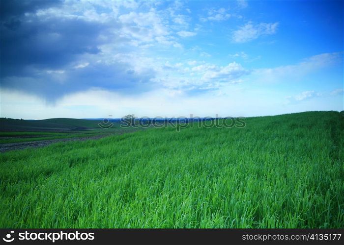 An image of green field and blue sky with clouds