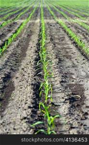 An image of green seedlings in the field