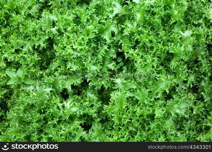 An image of healthy food: green lettuce