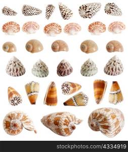 An image of isolated seashells