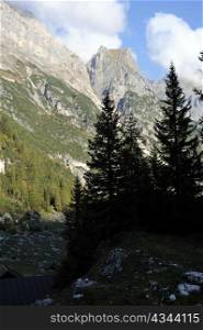 An image of mountains and fir-trees in Italy