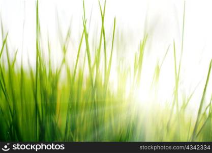An image of narrow leaves of green grass