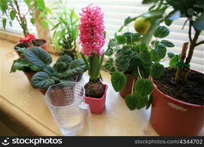 An image of nice flowers on the sill