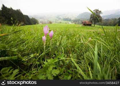 An image of pink flowers in the field