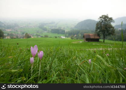 An image of purple flowers in montain