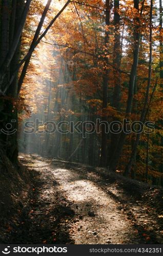 An image of ray of light in autumn forest