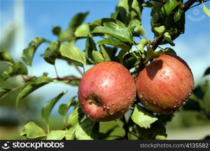 An image of red ripe apples on the branch
