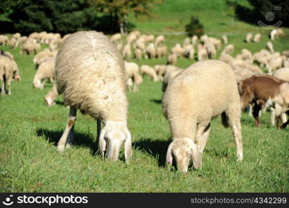 An image of sheep feeding on green pasture