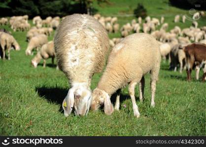 An image of sheep feeding on pasture