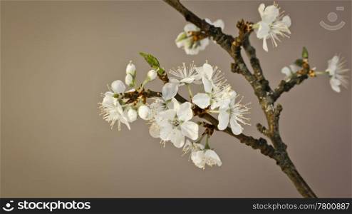 An image of some nice cherry blossom