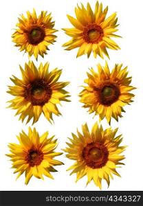 An image of sunflowers. Isolated on white.