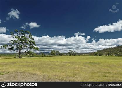 An image of the australian green meadow