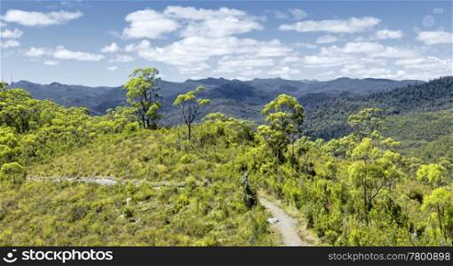An image of the tasmania rain forest