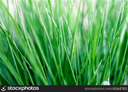 An image of thick green spring grass