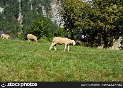 An image of three sheep on green grass