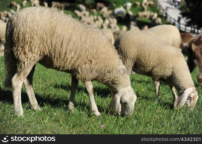 An image of two nice sheep feeding on pasture
