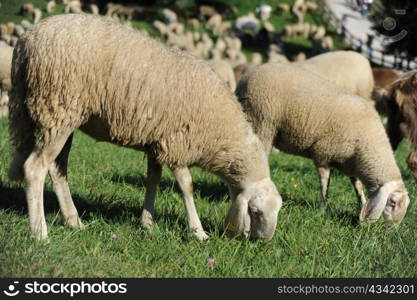 An image of two nice sheep feeding on pasture