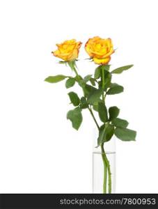 An image of two nice yellow roses