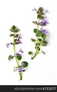 An image of two twigs of dead-nettle on white background