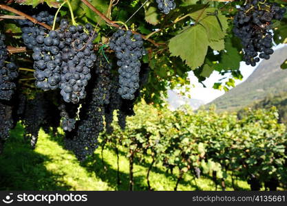 An image of vineyard with fresh blue grapes