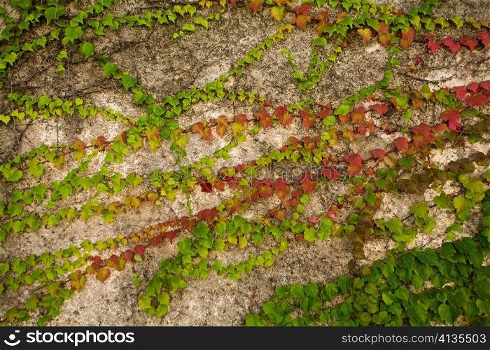 An image of wall covered with ivy