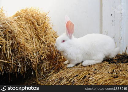 An image of white rabbit on the straw