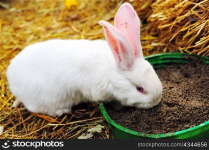 An image of white rabbit on the straw