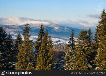An image of winter mountains with green furtrees