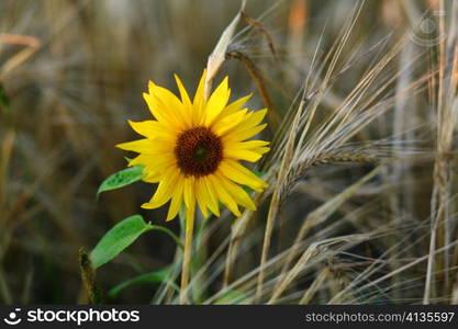 An image of yellow sunflower on a field