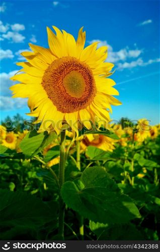An image of yellow sunflower on a field