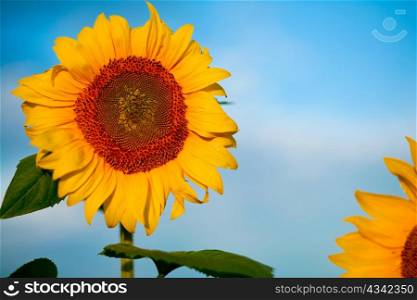 An image of yellow sunflower on blue background
