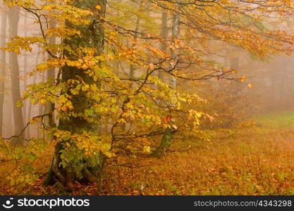 An image of yellow trees in autumn forest