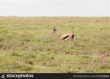 An impala running in the grasslands of the Nairobi National Park