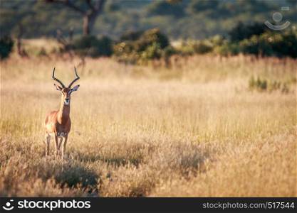 An Impala starring at the camera in the Chobe National Park, Botswana.