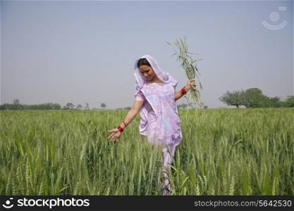 An Indian female farm worker walking through wheat field