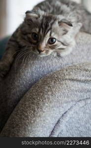 An interested fluffy cat looks into the camera.. The fluffy cat is lying on the back of the sofa 4134.