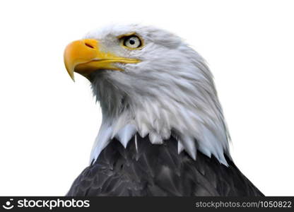 An isolated bald eagle head.