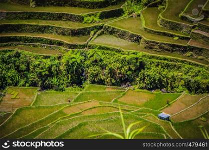 An isolated farm house on the Batad rice terraces in the Philippines
