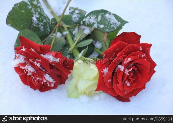 An ivory white rose between two red roses in the fresh snow