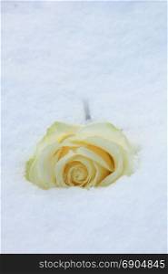 An ivory white rose in the fresh snow