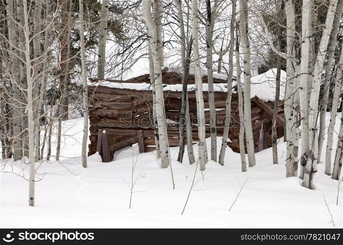An old abandoned wood log cabin covered in snow that is located in a stand of aspen trees in the Colorado backcountry.