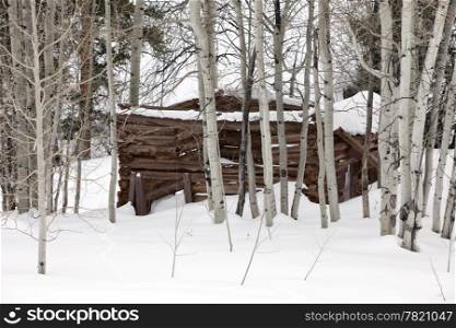 An old abandoned wood log cabin covered in snow that is located in a stand of aspen trees in the Colorado backcountry.