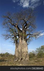 An old Baobab Tree (Adansonia digitata) in the Savuti area of Botswana