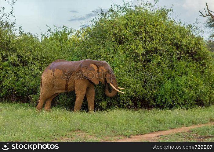 An old elephant in the savannah of Samburu Park in central Kenya