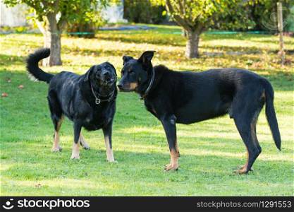 an old female and an old male beauceron or Beauce shepherd play play in a green and flowered garden in summer