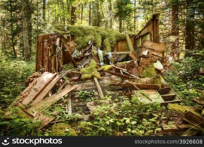 An old forest shack has been abandoned in a forest and has collapsed as it slowly rots in the rain forests of Washington State.