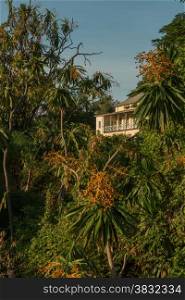 An old house surrounded by dense vegetation with a variety of large trees