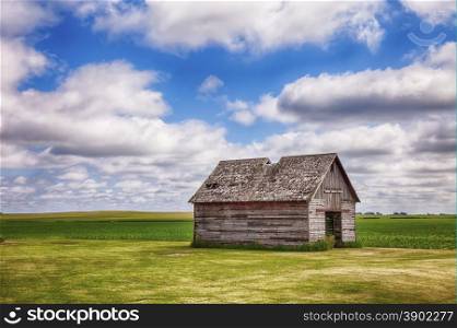 An old shed or similar kind of outbuilding on a farm in central Iowa stands before a field of early corn.